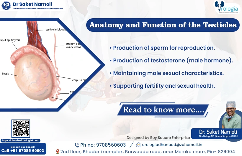 Anatomy and Function of the Testicles